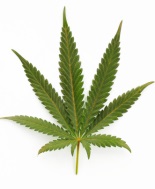 Cannabis terapeutica, Lorenzin: nessuna depenalizzazione. Uso terapeutico già autorizzato